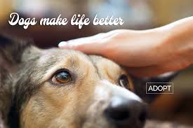 Visit our adoption center 1594 lakewood road unit 5 toms river. Save The Strays Animal Rescue Home