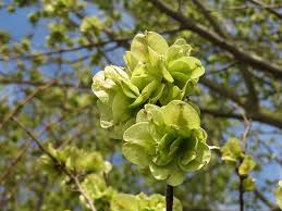 El árbol olmo conocido científicamente con el nombre de ulmus minor, se encuentra entre los caducifolio, es decir, que pierde sus hojas cada año. Ulmus Minor Olmo De Campo Fruta Flora Arbol Botanica Planta Especies Macro Pikist