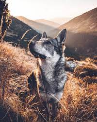صور خلفيات ذئب المغامر beautiful dogs animals wolf dog
