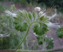 Image result for Lactuca imbricata