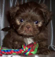 Cutest mini chocolate & white shih tzu. 79 Chocolate Brown Shih Tzu Puppy L2sanpiero