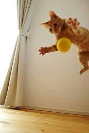 pin by furr ever rio linda grooming on a cat lika z 5 jumping cat crazy cats sleeping kitten