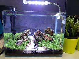 Jual soliter aquarium mini ikan hias cupang betta sp 14x25x18 cm jakarta barat dejaminshop tokopedia. Aquascape Aquarium Mini Aquascape Ideas