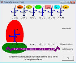 These nucleotides spell out a sequence that forms each individual's unique genetic code. Reviewing Key Dna Mutation Simulation Answer Key Solved Hour Natural Selection Bunny Simulation Http Phe Students Learn About Mutations To Both Dna And Chromosomes And Uncontrolled Changes To The Question Answer
