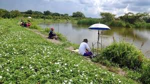 Apalagi kalau cuma buat pengen ngentot. Danau Janda Gatal Salah Satu Surga Pemancing Di Rokan Hilir Suara Riau