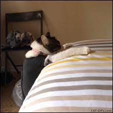 Epic Fail Cat Fails At Climbing Onto Bed The New Cat Gif Website 100 Cat Gifs Kitten Gifs For Cat Lovers Cat Fails Cat Gif Cats