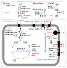 Maybe you would like to learn more about one of these? Cellular Respiration Mepedia