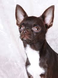Small Dogs Are Dangerous Too