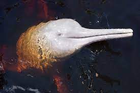 How did the pink river dolphin get its name? 5 Amazon Pink River Dolphin Facts Aqua Expeditions