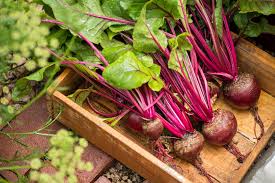 I l borscht è una zuppa popolare di origine ucraina ma molto diffusa in diversi. Ricetta Insalata Di Barbabietole Che Recupera Anche Le Foglie Non Sprecare