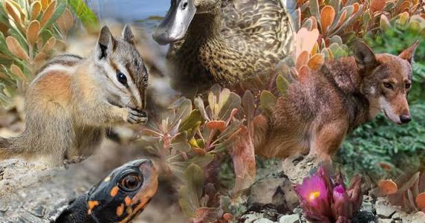 What is the extinction crisis? 5 key facts | The Wilderness Society