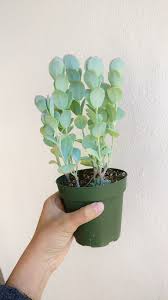 Kalanchoe Panamensis Succulents Hanging Plants Pretty Plants