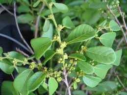 Image result for Bridelia