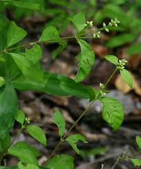 Image result for Psilotrichum