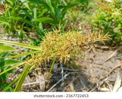 Image result for Scleria induta