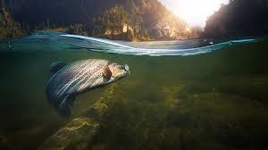 If the mercury is not immediately contained or cleaned up, it can evaporate, becoming an invisible, odorless, toxic vapor. The Effects Of Mercury On Water