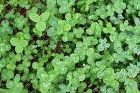 Clover.app excluded from the distribution because of no changes. Four Leaf Clover Hunt With Kids Run Wild My Child