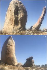 Image result for Harpachne schimperi