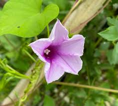 Image result for Ipomoea turbinata