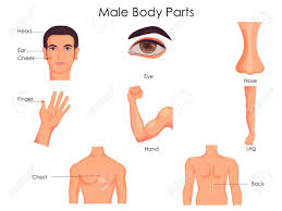 A free body diagram consists of a diagrammatic representation of a single body or a subsystem of bodies isolated from its surroundings showing all the forces acting on it in physics and engineering. Medical Education Chart Of Biology For Male Body Parts Diagram Royalty Free Cliparts Vectors And Stock Illustration Image 79652148