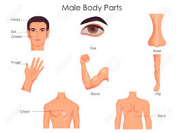 Male body where ar the parts the fleshy muscular back 7 male body parts women lust for slide 2 ifairer com : Medical Education Chart Of Biology For Male Body Parts Diagram Royalty Free Cliparts Vectors And Stock Illustration Image 79652148
