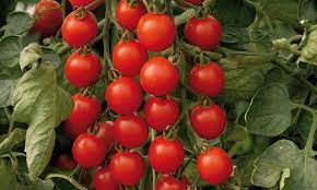 Am warmen ort ohne pralle sonneneinstrahlung lagern Tomaten Aussaen Und Pflanzen Das Haus
