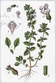 Image result for Clinopodium