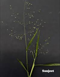 Image result for Urochloa deflexa