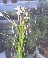 Image result for Afrosolen coeruleus