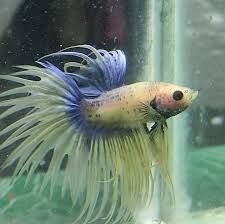 916bettas Exotic Bettas In Kerala India Betta Fish Breeding Pair Home Facebook
