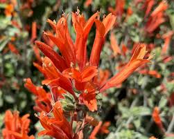 Image result for Dicliptera pumila