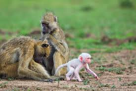 Pin By Wendy Bernice On Immagini Colore Animals African Wildlife Photography Baboon