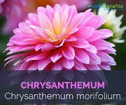 Chrysanthemum Facts And Health Benefits