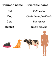 Learn Binomial Nomenclature By Carl Linnaeus In 2 Minutes