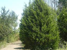 Ticks can live as long as three to five months between each stage (egg, larva, nymph, adult). How To Grow Cedar Trees Gardening Channel