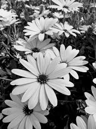 See more about background, light and white. Daisy Garden In Black And White Art Print By Bonheurem X Small Black And White Picture Wall Black And White Wallpaper Black And White Aesthetic