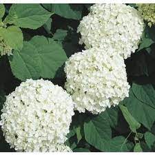 White Annabelle Hydrangea Flowering Shrub In Pot With Soil L6812 At Lowes Com Hydrangea Shrub Annabelle Hydrangea Hydrangea Landscaping