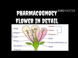 2 Flower All Explain Pharmacognocy Lecture In Hindi Parts Of Flower Youtube