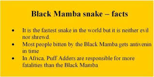 Image result for black mamba snake