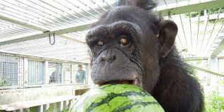 Meet The 24 Year Old Chimp With Down Syndrome Clinical And Molecular Dx