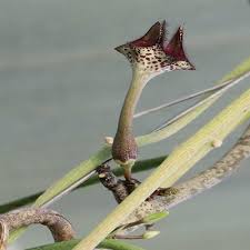 Image result for Ceropegia nilotica