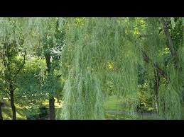We did not find results for: Salix Alba Tristis Weeping Willow Youtube