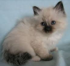 Birman Kittens For Sale Near Me Charismatic Birman Kittens For Sale Adoption From British Columbia Fort Nelson Liard Adpost Com Classi Birman Kittens Birman Kittens For Sale Kitten For Sale