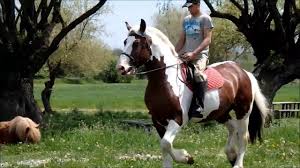 Peruvian paso, peruvian stepping sau calul peruan este o rasa de cai de calarie, de agrement, cunoscuta pentru pasul sau lateral natural, cu. Armasar Breton De Vanzare Centrul De Echitatie Cismasu Breton Stallion For Sale Horse Center Cismasu Youtube