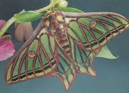 Check spelling or type a new query. Graellsia Isabellae Butterfly Butterflies Postcard Manuskript Nbsp Nbsp Papierantiquitat Postcard Finder