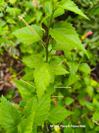Image result for Hibiscus micranthus