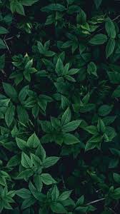 The Latest Iphone11 Iphone11 Pro Iphone 11 Pro Max Mobile Phone Hd Wallpapers Free Dow Iphone Wallpaper Plants Iphone Wallpaper Green Wallpaper Free Download