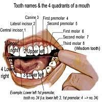 Wisdom tooth extraction cost also depend on the arrangement of the teeth. Impacted Wisdom Teeth Removal Cost In Malaysia Teethwalls