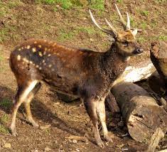 Their habitat is in dense cogon grassland, and primary and secondary forest. Visayan Spotted Deer Wikipedia