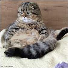 Cat Gif Hungry And Bored Scottish Fold Cat Waiting For His Dinner Huge Yawn How Much Longer Do I Have To Wait For Glupye Koshki Koshki I Kotyata Milye Kotiki